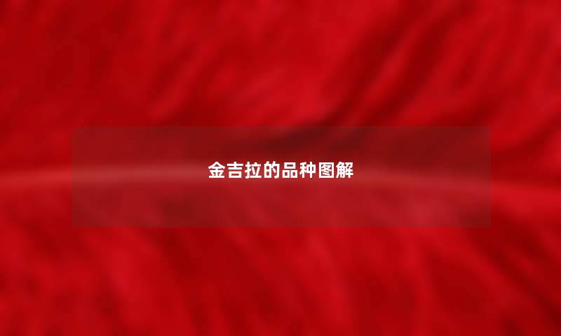 金吉拉的品种图解 金吉拉的品种图解