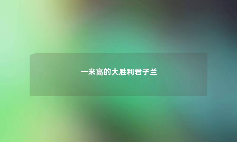 一米高的大胜利君子兰 一米高的大胜利君子兰